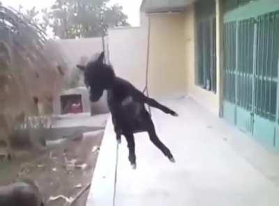 Template. (Possibly repost I don’t know)