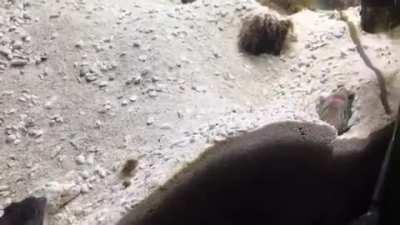 To do exactly as your neighbors do is the only sensible rule.......