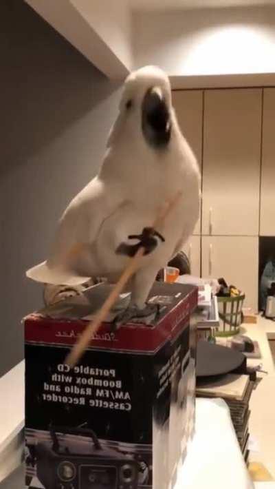 Cockatoo with personality