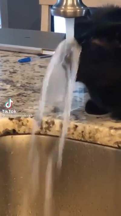 I think this cat needs some help