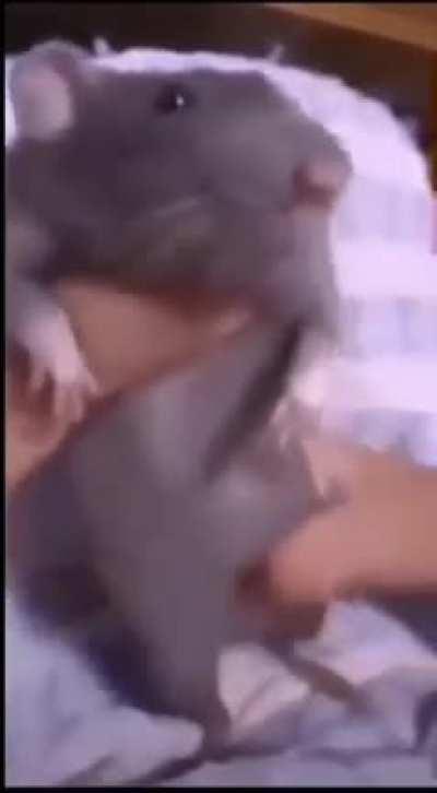 Rat empires got talent