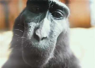 Gente un macaco seductor 🥵