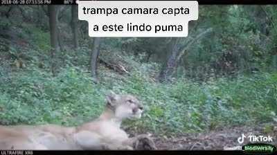 Camera trap caught this cute puma (Sound on)
