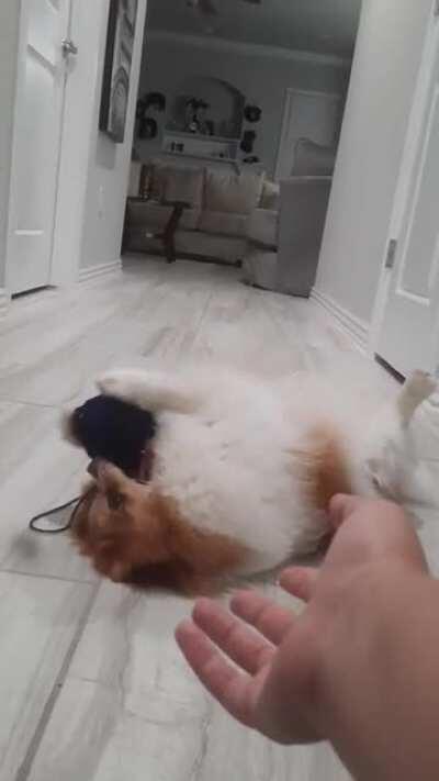 Can someone tell me if I have a dog or a cat?