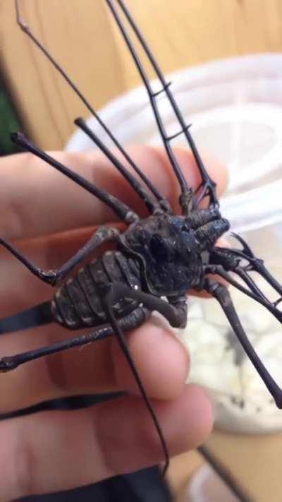 This whip spider with claws 