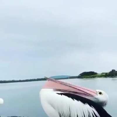 Thanks, I hate Pelicans