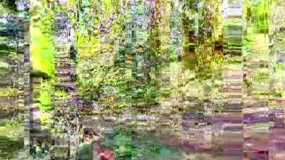 Entering the fractal forest