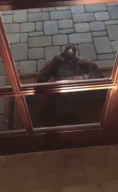 I Think He Might Want to Come Inside