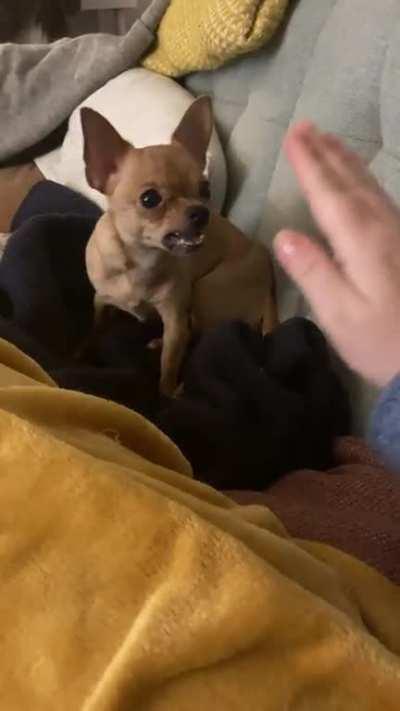 My dog likes to make herself static, and then getting zappy boops on the nose.