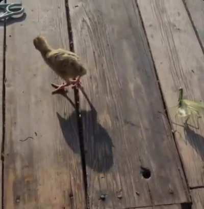 Peygamber devesi fight 