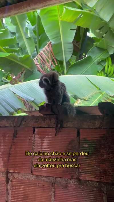 Caption says this little marmoset fell to the ground and got lost but his mother came back for him.