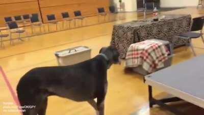 Blissful Binturong Bouncing around Basketball court
