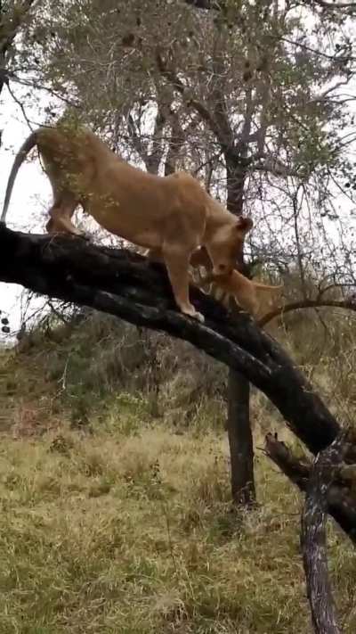 🔥 Tree climbing lesson for the tiny lion cubs