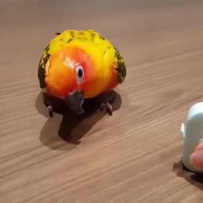 Parrot needs a reboot after that