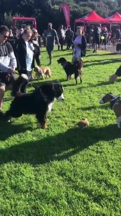 How Vhagar looked fighting Arrax