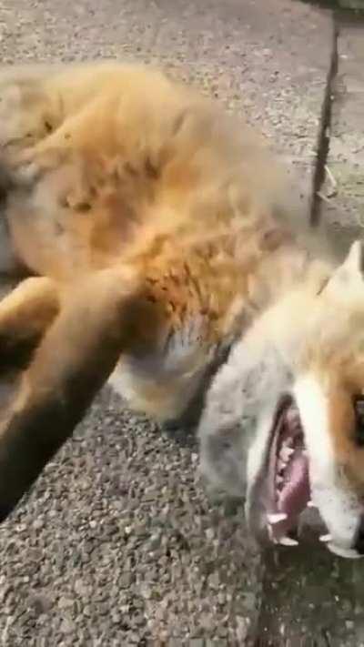 Finnegan Fox chats while being scratched