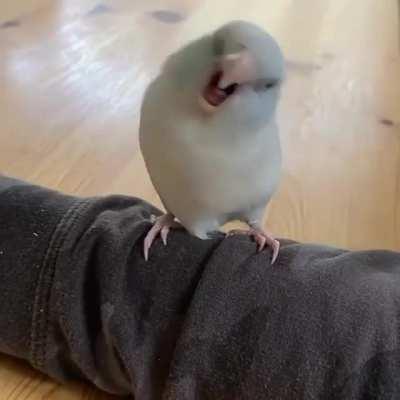 Wiggle wiggle wiggle