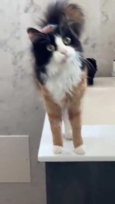 Orange Calico Tuxedo Combo Cat