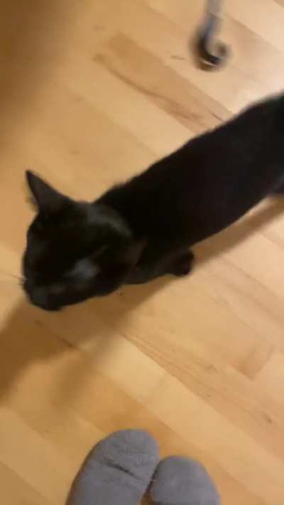 This is Blitz, and he’s a very chatty catty!!