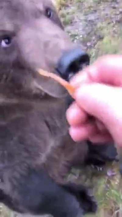 Another regular pet in Motherland