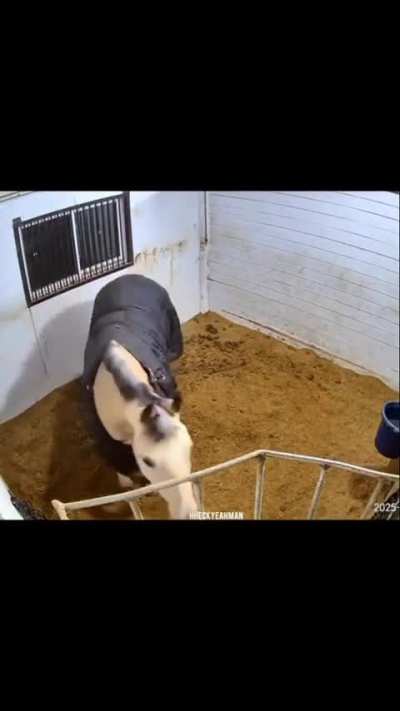 Horse makes a basketball shot 💯