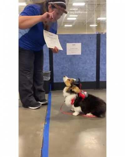 His name is Butler and he just graduated from puppy school!
