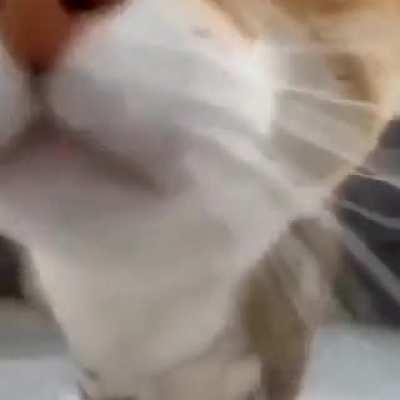 Do catgirls count as animol?