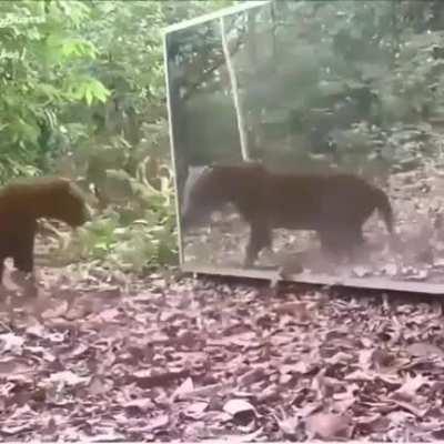 Jaguar spooks herself