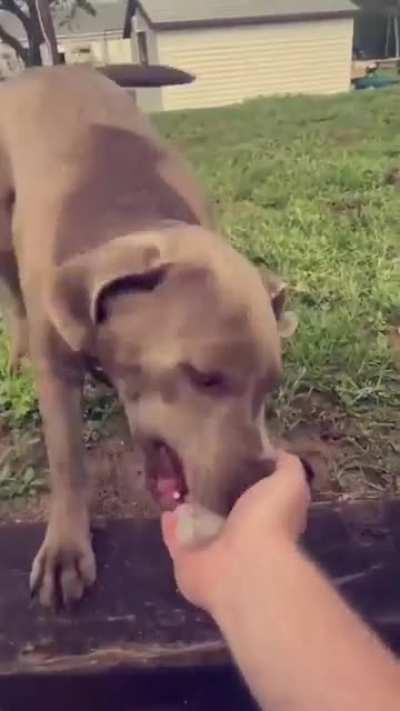 Somethin special in this ice for this dog