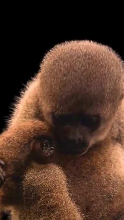 This beautiful creature is a wooly monkey, and there only about 1000 of them