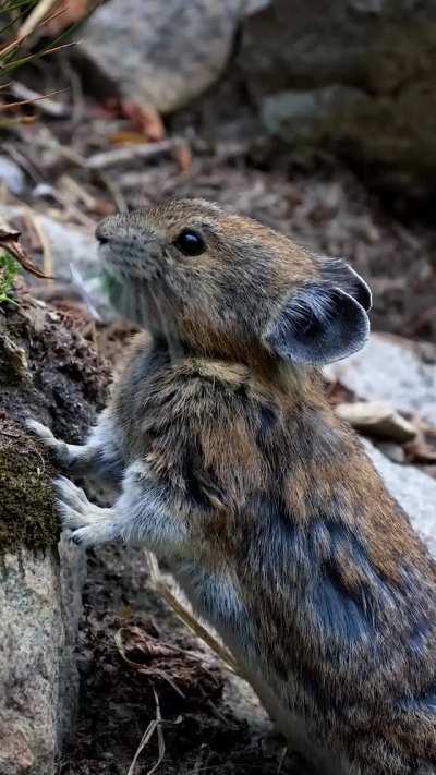 🔥 American Pika calling out and foraging for food