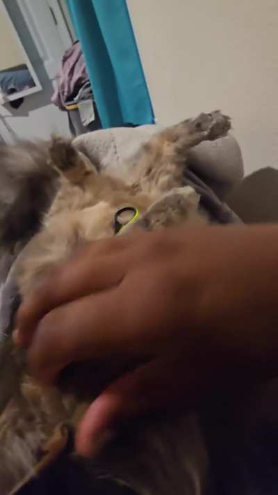 My cat just lays on his back and lets me clip his nails like it’s a spa day 😭🐾