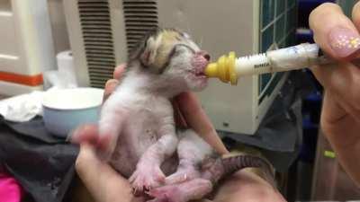 Get ready to die from the ultra smol-ness