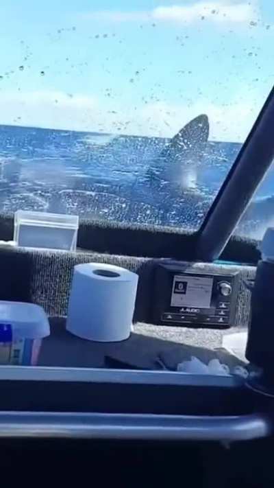 Mako sharks fight hard when they get hooked by fishermen and are famous for breaching high above the surface to try and free themselves. Some have been seen leaping 6 meters (20ft) into the air