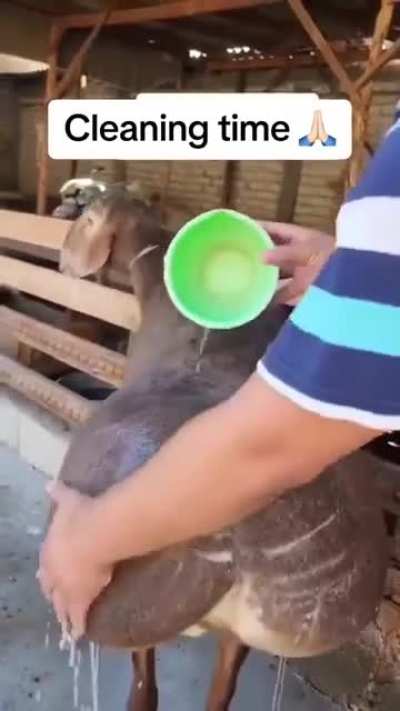 Would you clean this animal for 5.67 Canadian dollars?