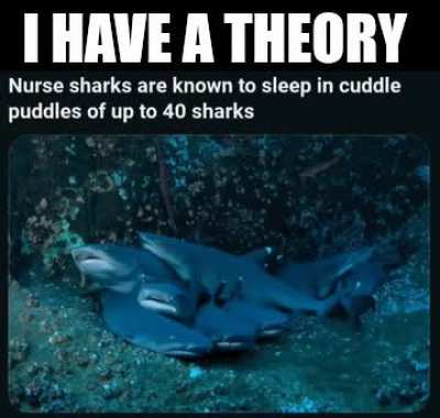 They're just like blåhajs fr