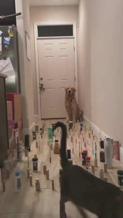 When you actually have 2 cats