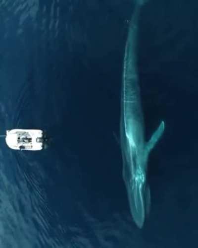 🔥 This huge blue whale lurking in the ocean