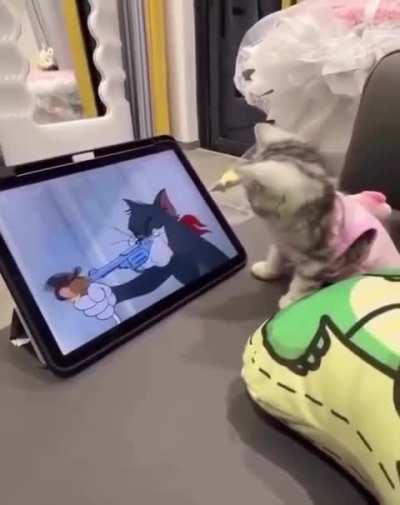The kitten was watching Tom and Jerry and tried to save Tom