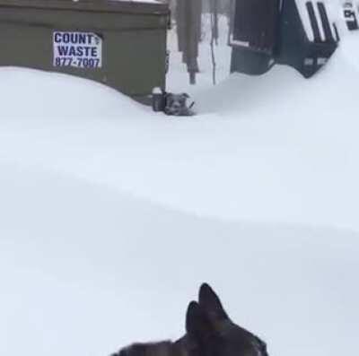 German shepherd helps his buddy get out of deep snow