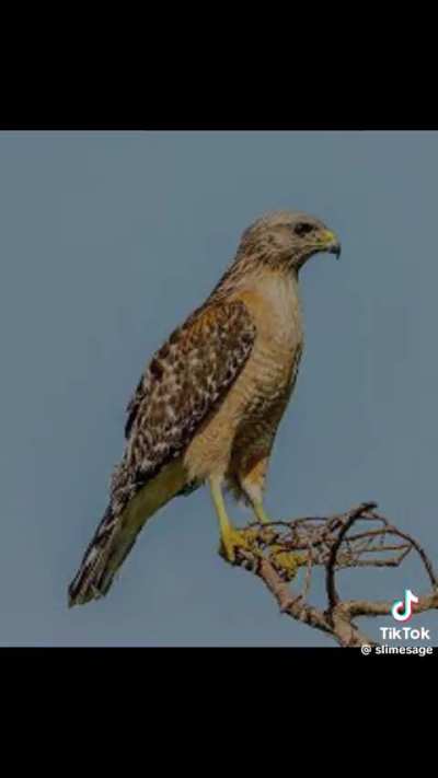 Only balkans know ☠️☠️