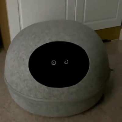 This cat purrfectly blending into the darkness