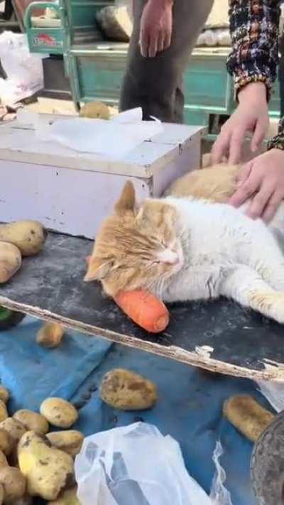 Sleeping on the job with his little pillow