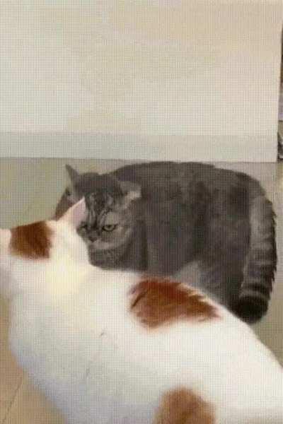 Kitty, agressively lay down to rest XD)