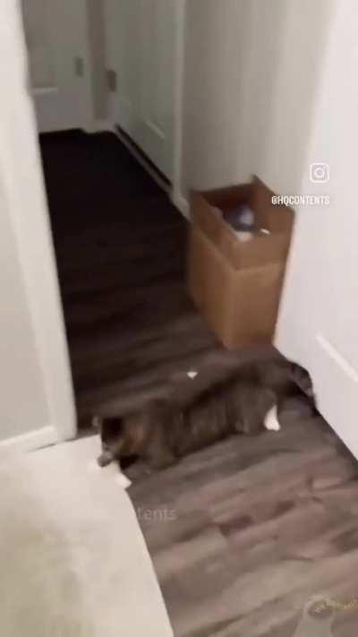 Cats vs. tinfoil 