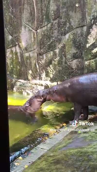 Moo Tun and Moo Manao 💋🦛