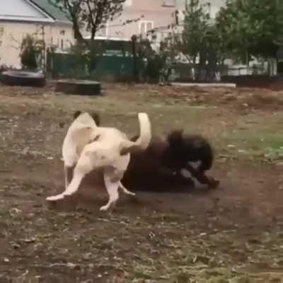 a couple of doggos horsin around.