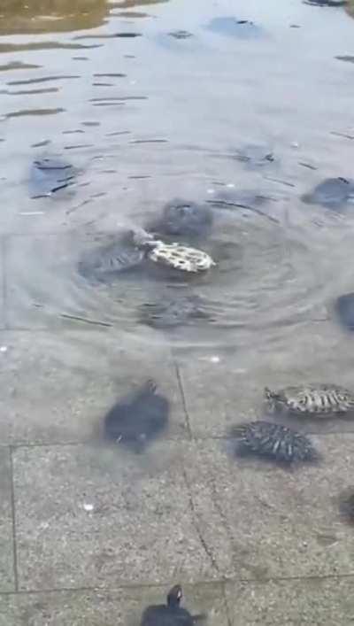 Черепахи спешат на помощь