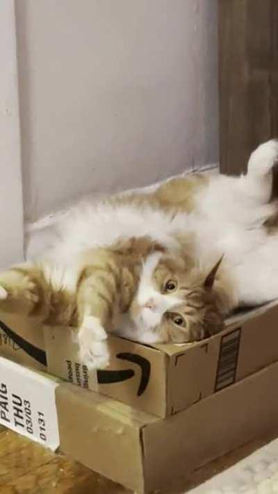 might not be the sharpest tool in the shed, but I think he’s probably the cutest….