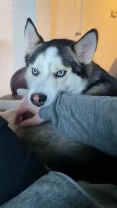 He gasped like how dare you!!